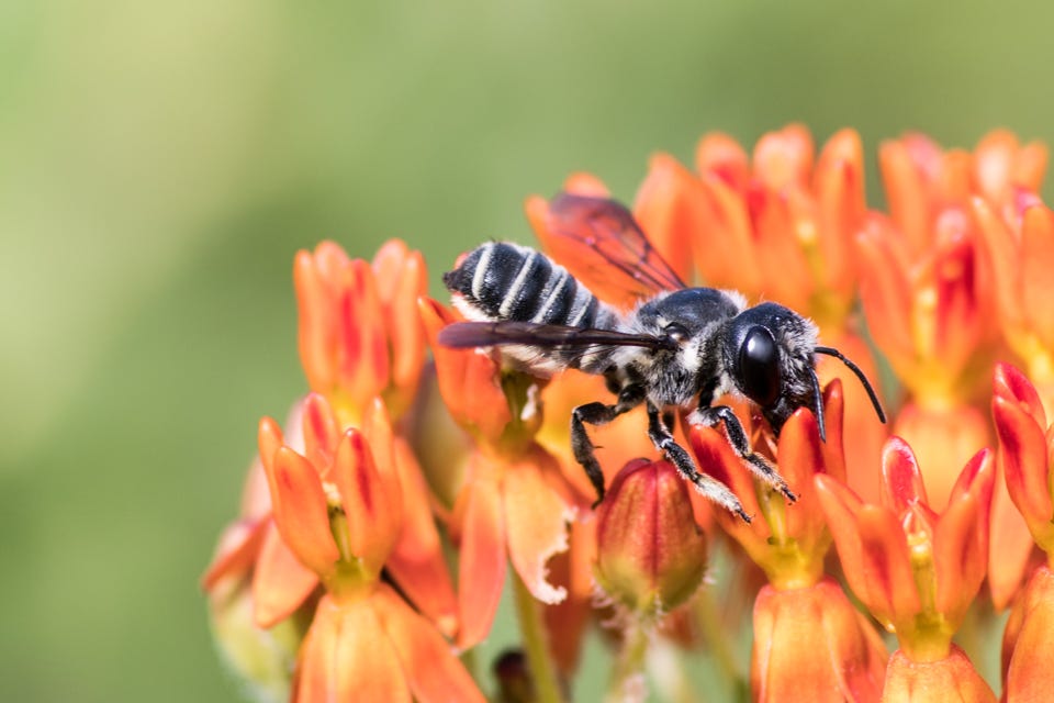 Image of leaf cutter bee on orange flower. Image of leaf cutter bee on orange flower.