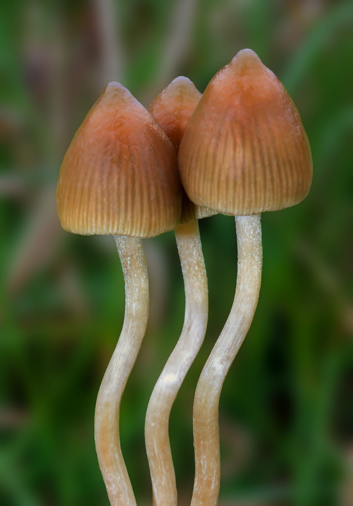 Psilocybe semilanceata - Wikipedia