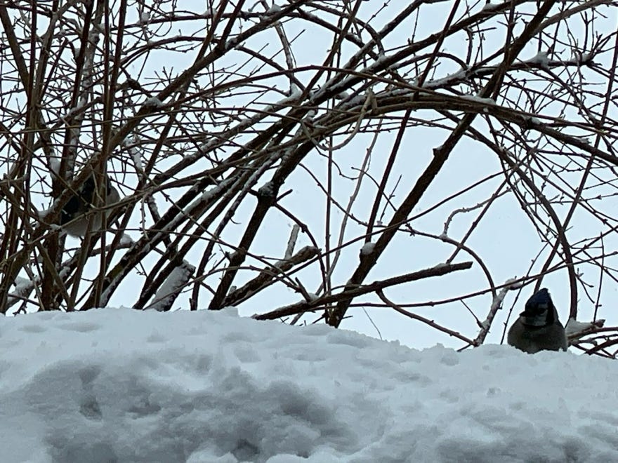 A group of birds in the snow

Description automatically generated