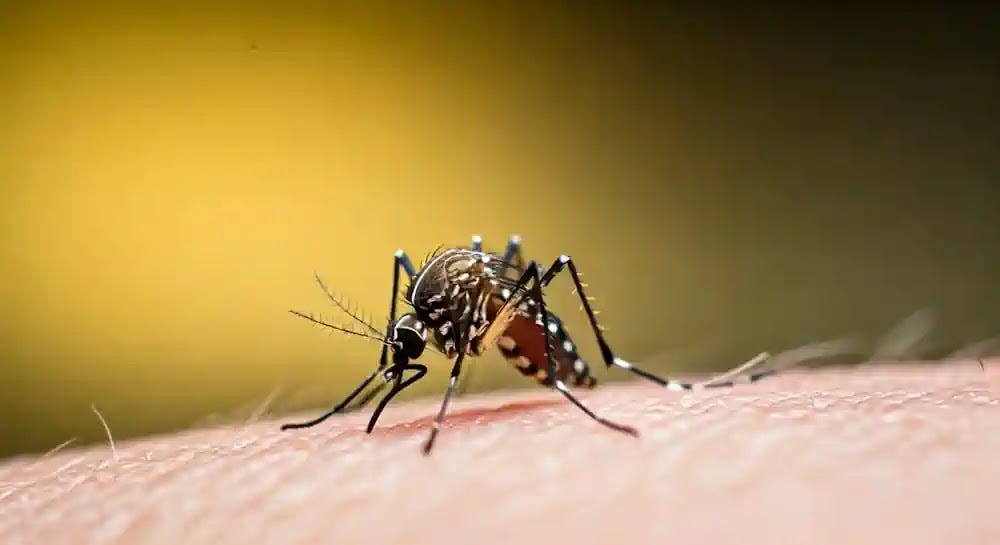A closeup of a mosquito on a man's arm. A close look at mosquitoes shows their ability to cause discomfort through bites, leading to various symptoms.
