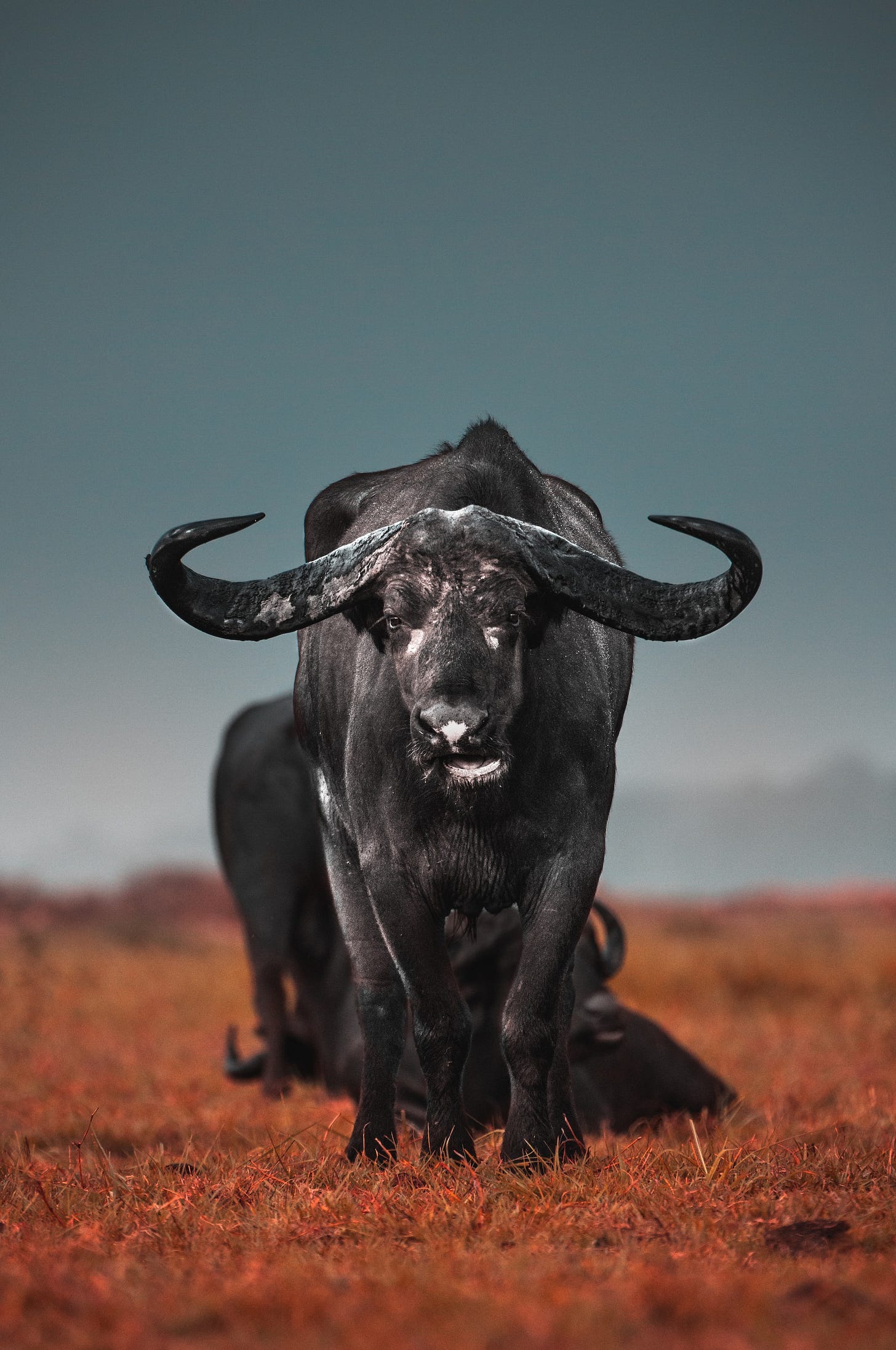 A photo of a charging bull