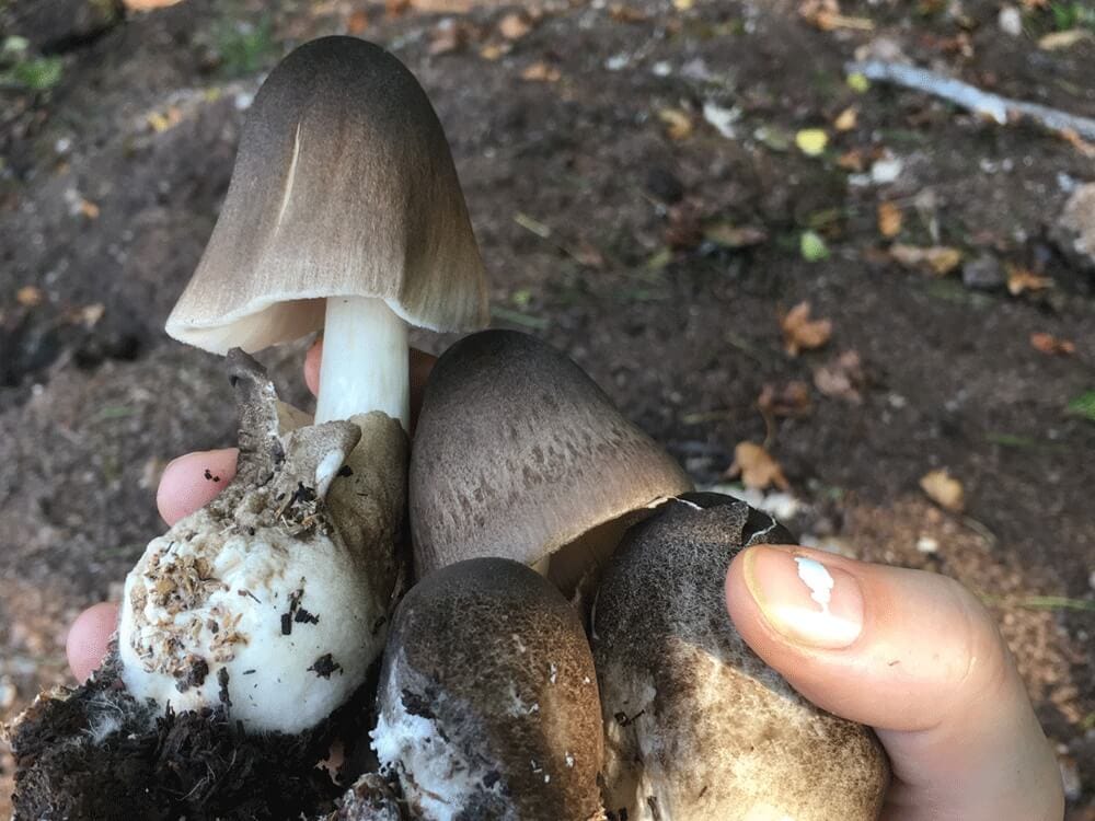 Paddy Straw Mushroom