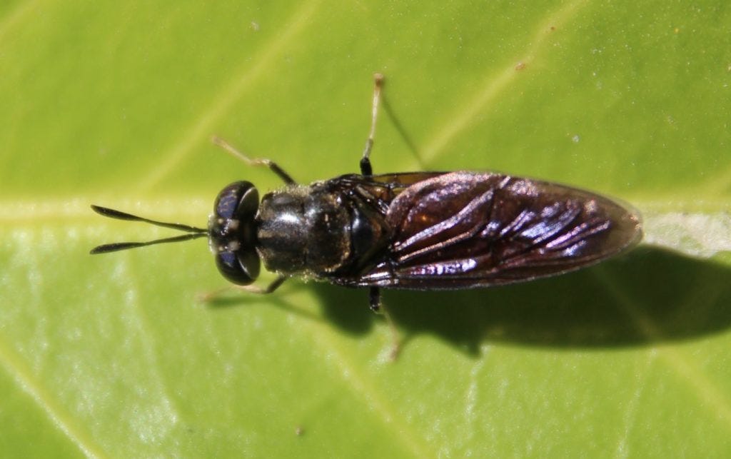 La Mouche soldat noire - Un jardin dans le Marais poitevinUn jardin ... La Mouche soldat noire - Un jardin dans le Marais poitevinUn jardin ...
