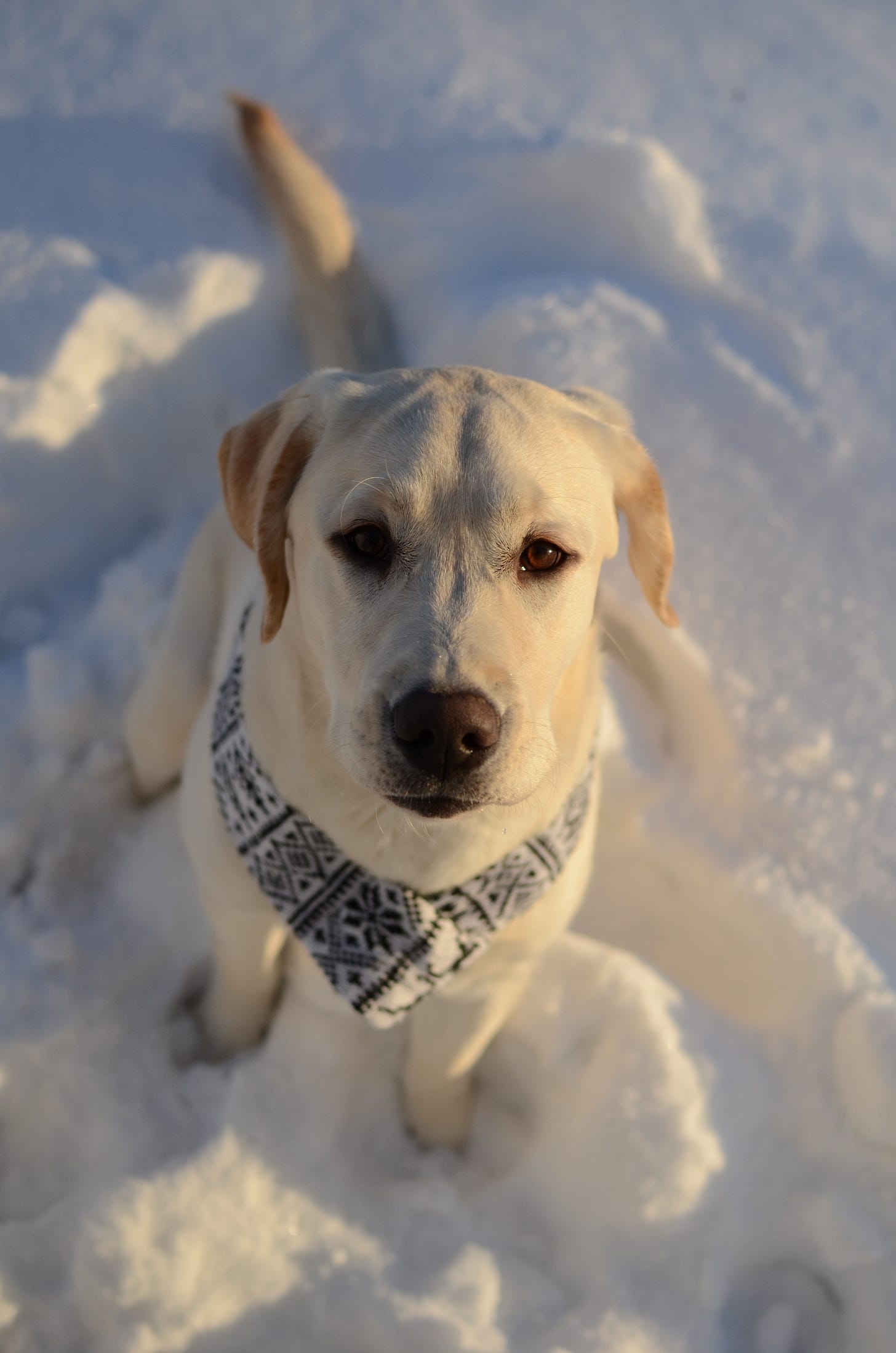 A yellow Labrador retriever sits in the snow with a black and white scarf around her neck.