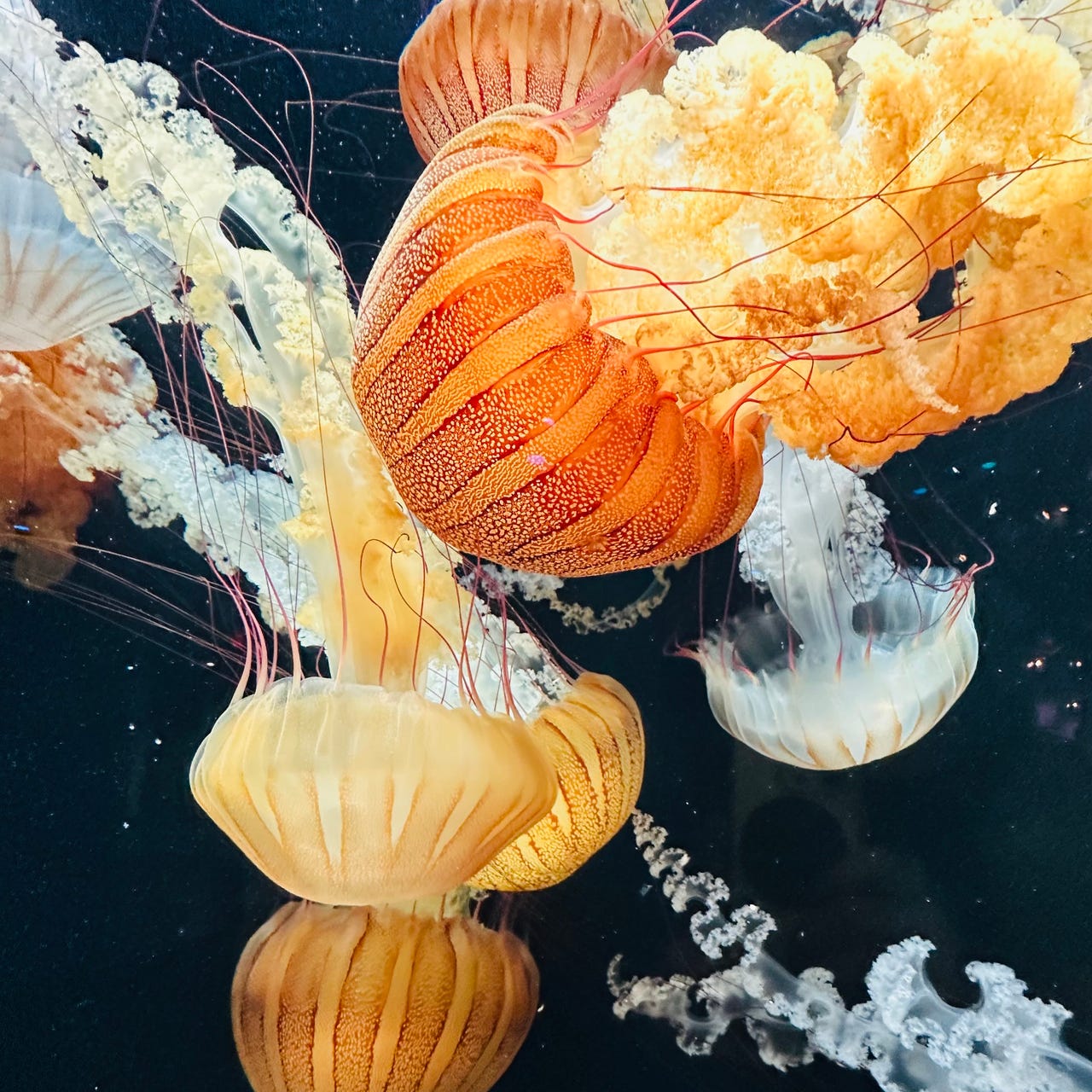 Hayley’s Newsletter