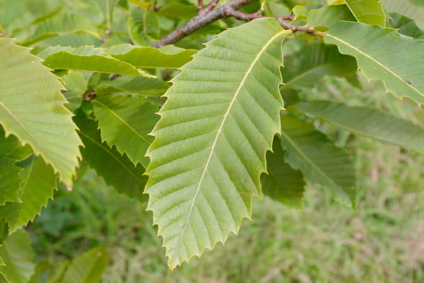 Serrated edge leaf with prominent veins