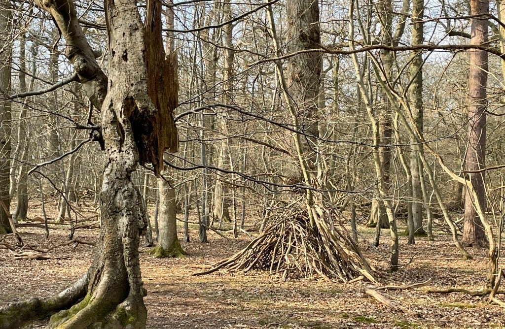 Trees in ashridge Trees in ashridge