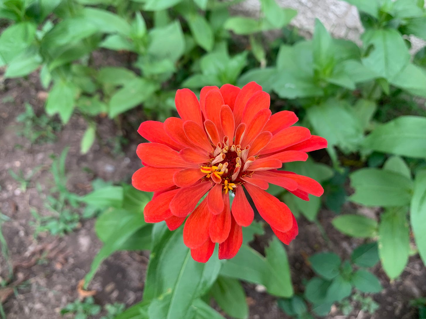 A red orange zinnia that's very imperfect surrounded by other zinnias that have not yet bloomed.
