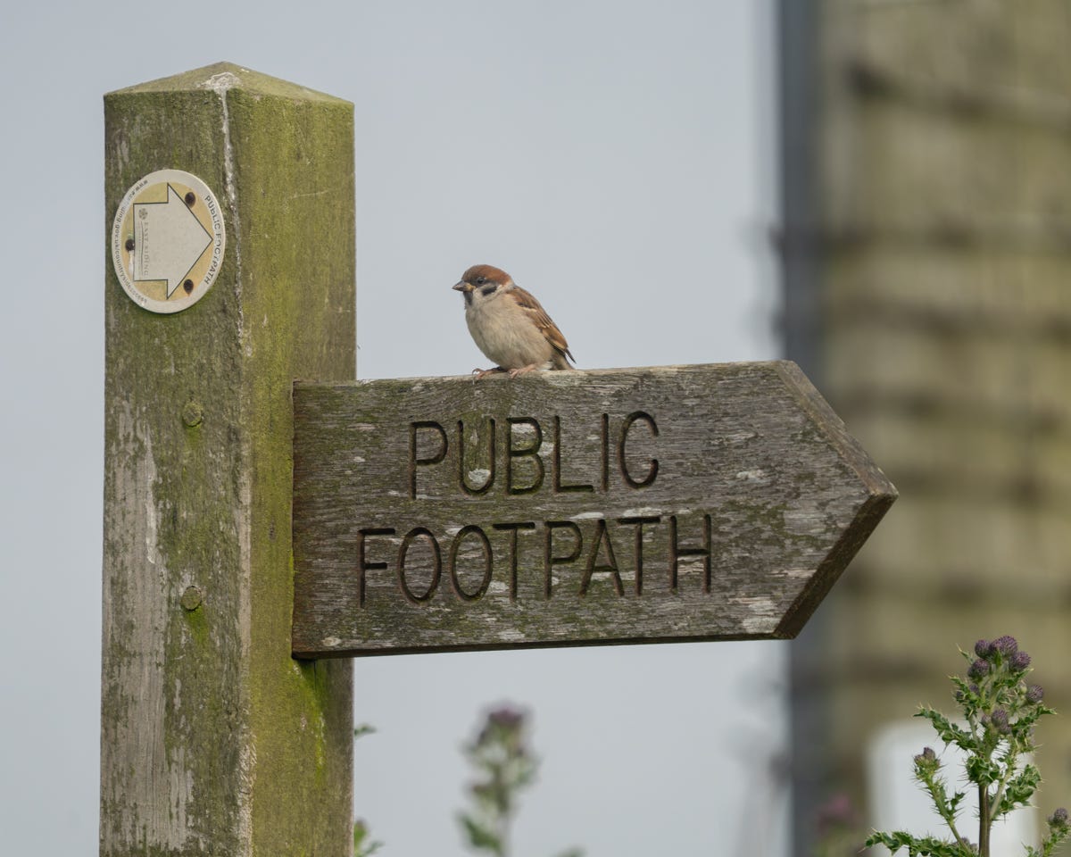 A small grey-breasted bird with a chestnut cap and black cheek spot sits on a wooden 'public footpath' sign
