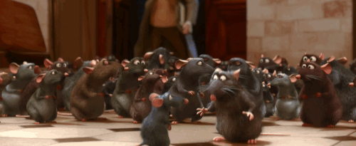 Rats sur GIFs - 80 images animées de ces rongeurs | USAGIF.com