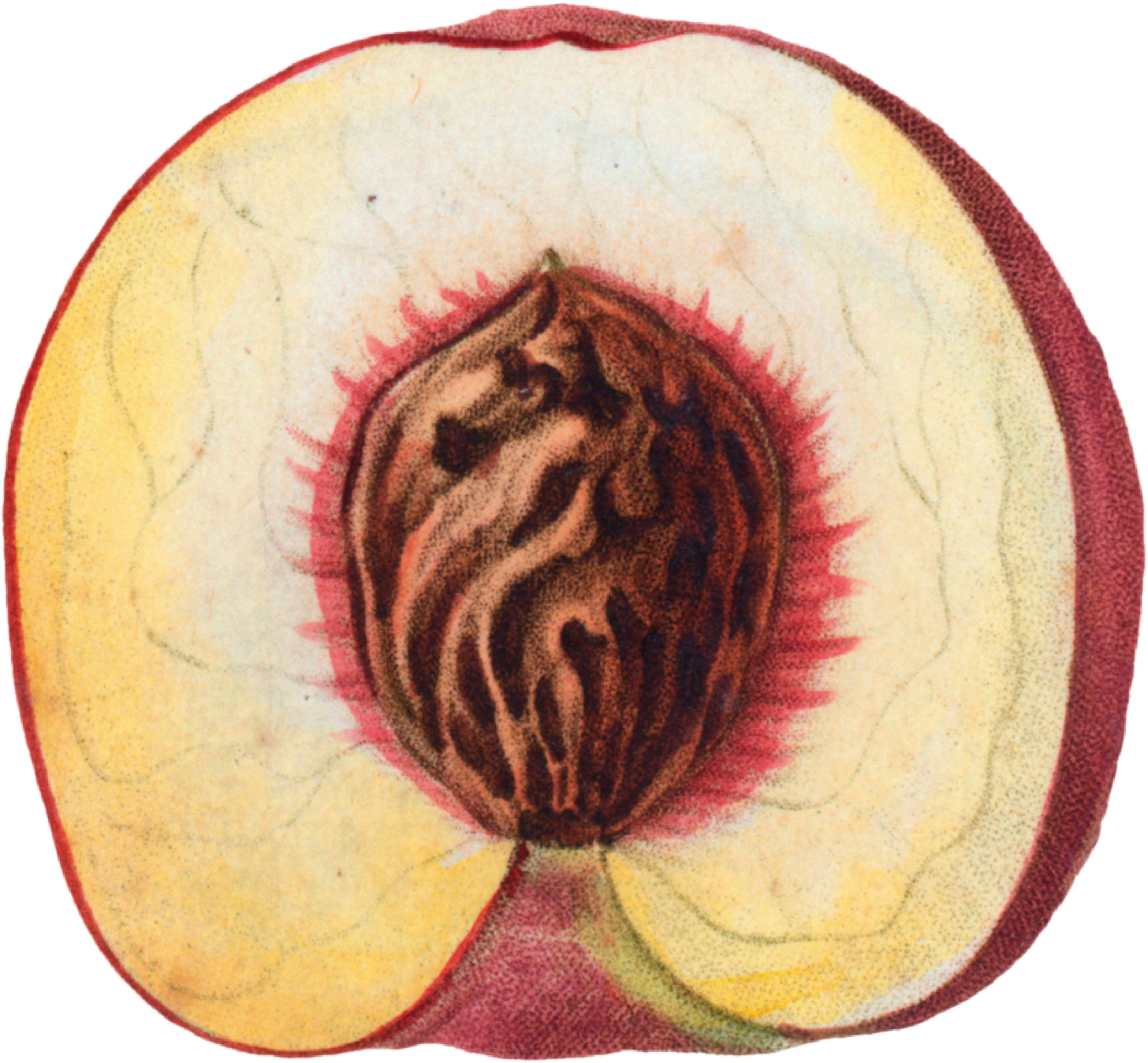 a colored illustration of a half peach a colored illustration of a half peach