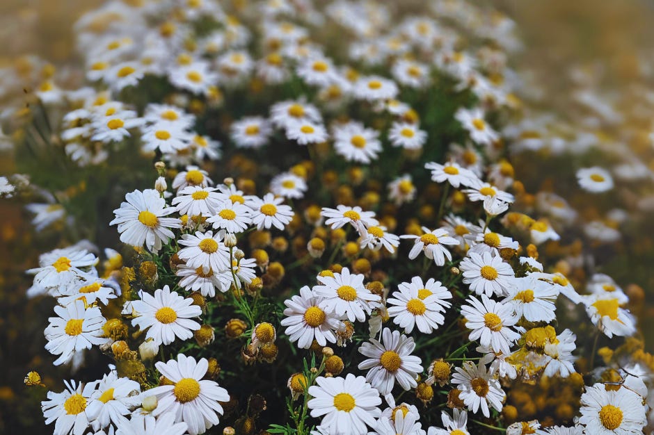 Field of daisies