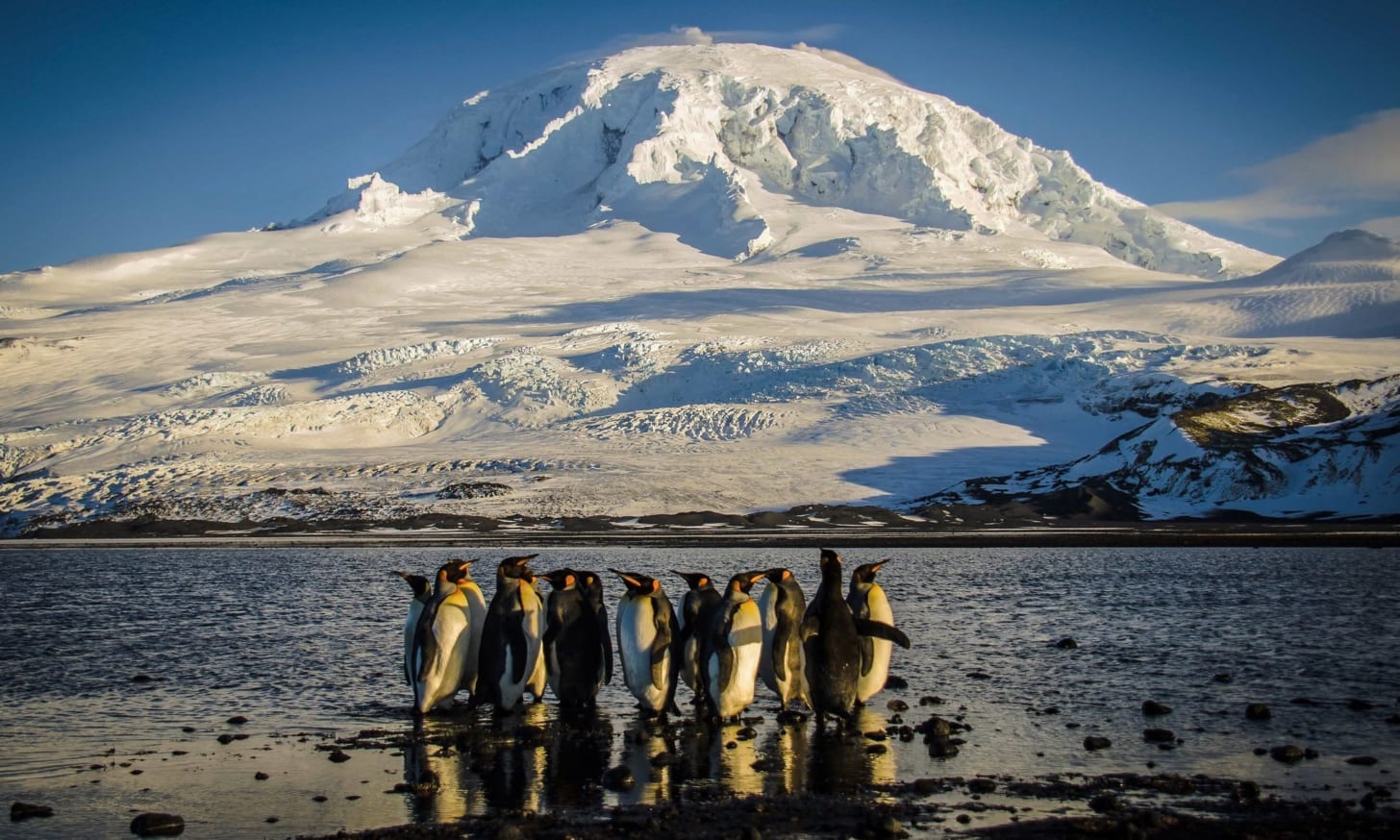 King Penguins.jpg