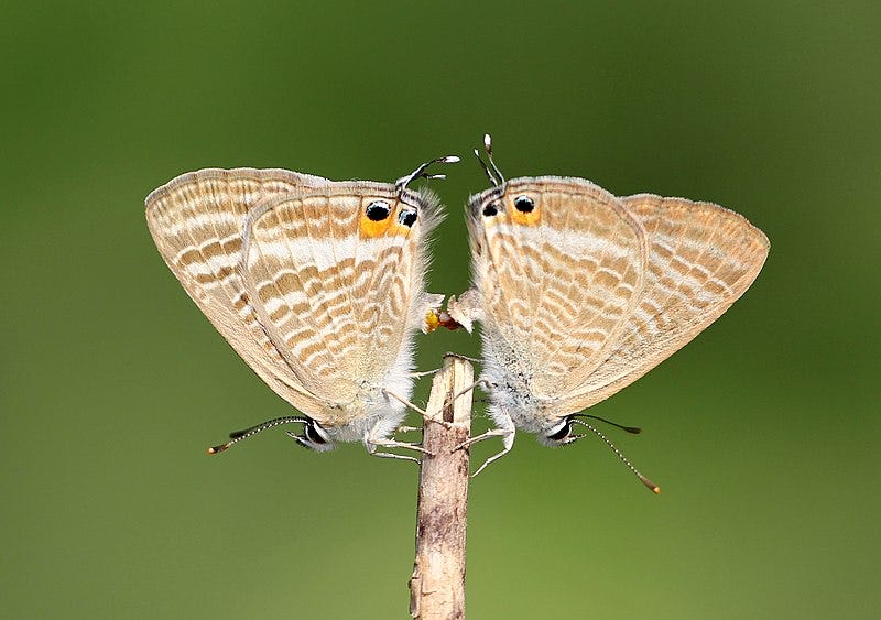 Two tan-and-white striped butterflies paired up to mate.