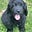 Black dog's avatar