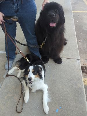 Dogs at obedience class.