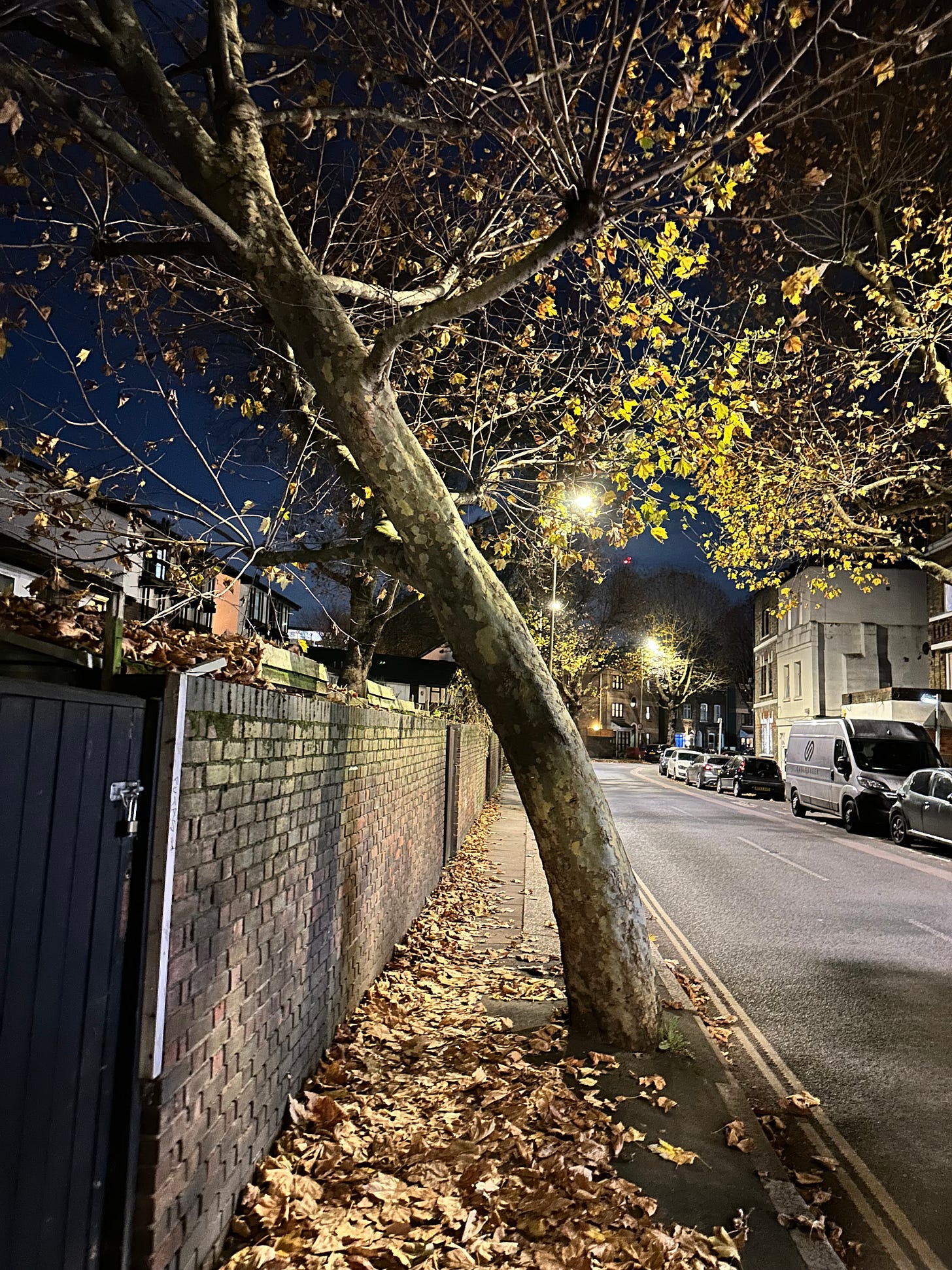 A photo of my leaning tree again. It's night and it is autumn. The tree's branches are bare and the pavement is full of fallen crispy brown leaves. There is no traffic.