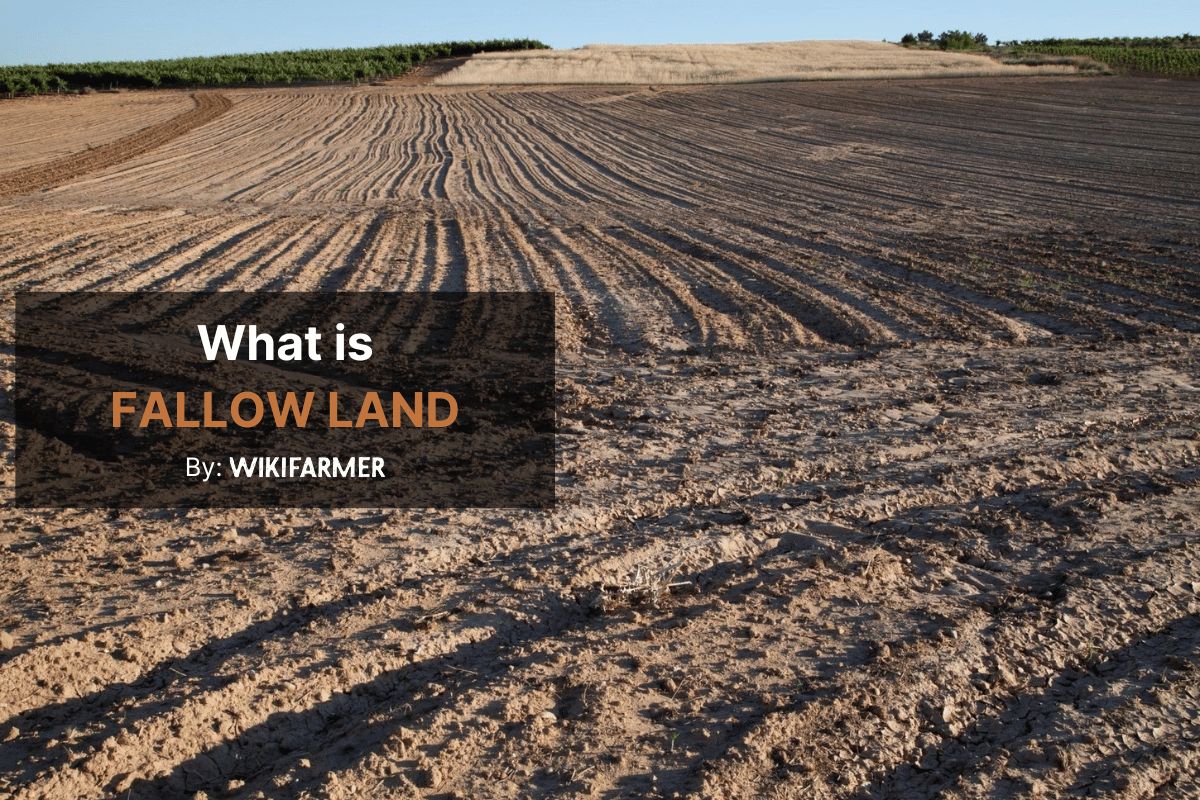 What is fallow land?
