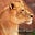 Lioness of Judah Ministry's avatar
