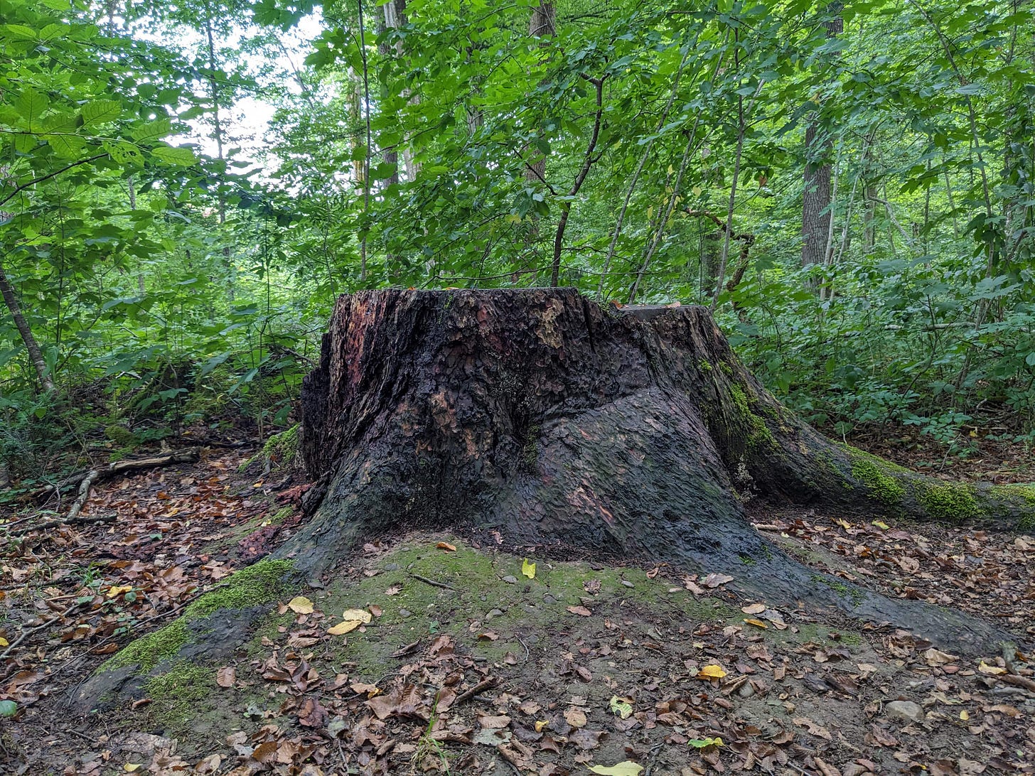 A tree stump in a forest