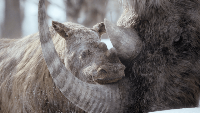 Woolly rhinos in “Prehistoric Planet: Ice Age,” premiering Wednesday, November 26, 2025 on Apple TV+. Woolly rhinos in “Prehistoric Planet: Ice Age,” premiering Wednesday, November 26, 2025 on Apple TV+.