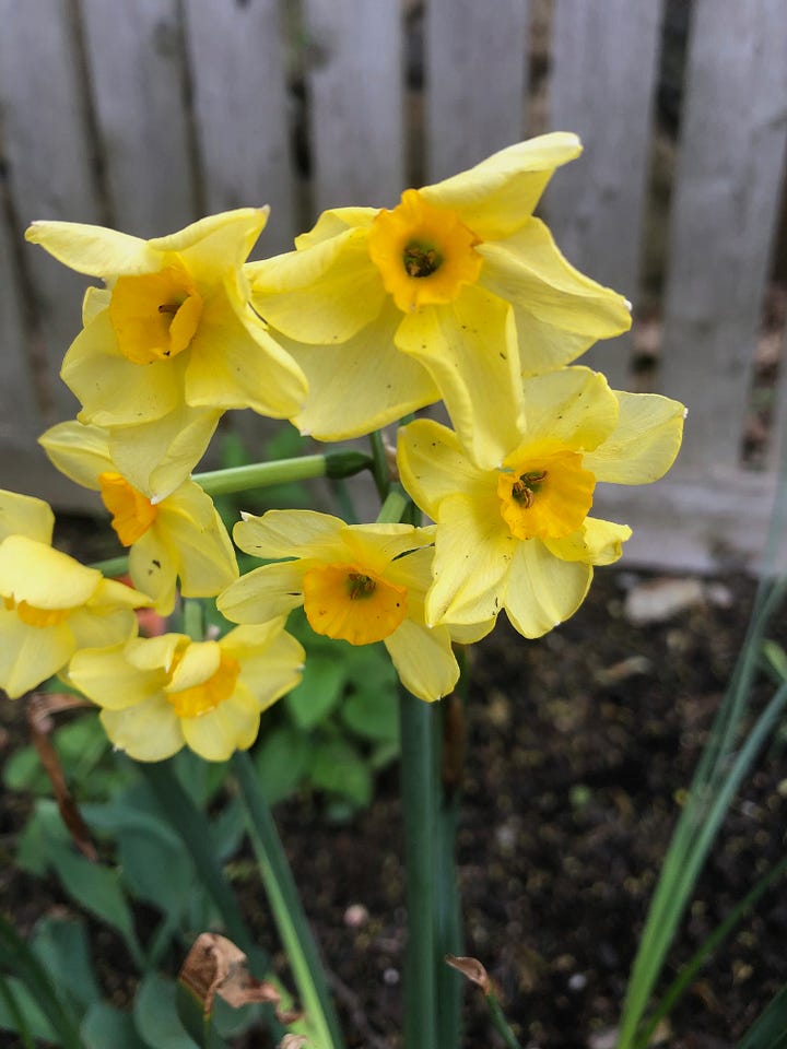 Four photos of spring flowers--yellow daffodils, pink dogwood, orange tulip, pink tulips, in a garden.