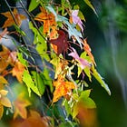 Sunday E-dition: On Nature