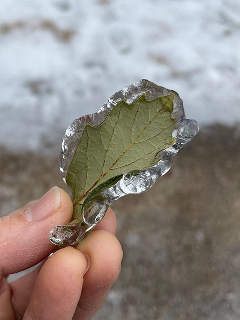 Image 1: close-up of sleet, which looks like a cluster of round balls of ice, Image 2: Landscape covers with sleet on them, Image 3: a human hand holding an oak leaf covered in a layer of ice, Image 4: leaves covered in a thin layer of ice, but the sun is shining on them, Image 5: the same leaves now without the ice covering them, Image 6: a hand holding the ice cast that had been on the leaves, Image 7: magnolia leaves covered in ice, Image 8: one of the leaves with the ice removed, Image 9: the ice cast of the magnolia leaf
