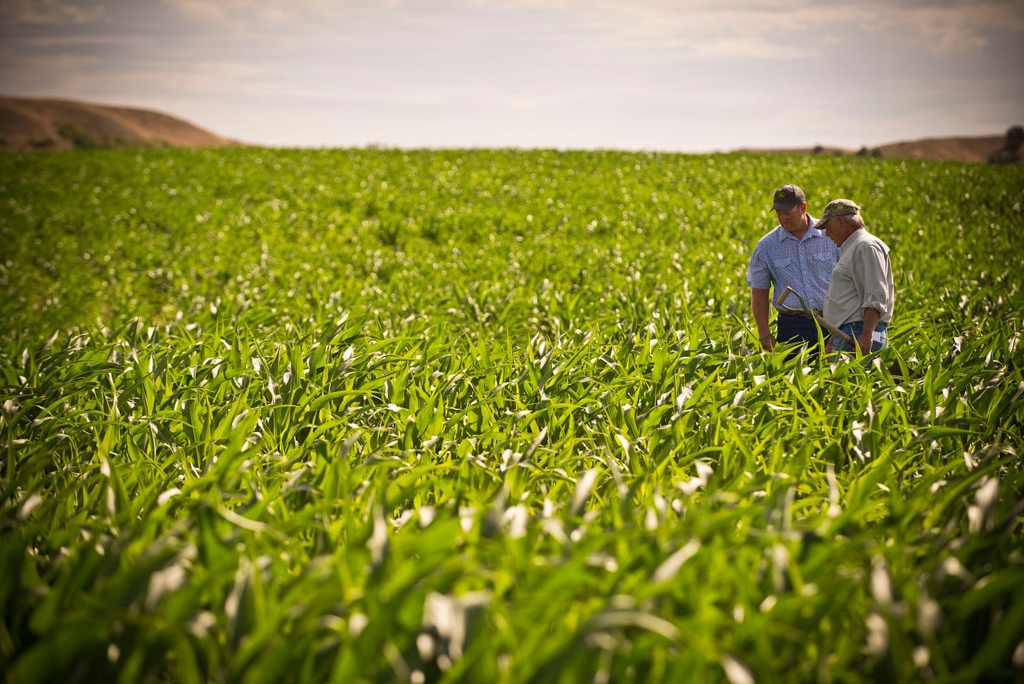 Rocky Schwagler, right, NRCS district conservationist in Forsyth, Mont., talks with farmer Jason Brewer about the condition of his soil under a no-till system planted to corn and soybeans in alternate rows. June 2017. Rosebud County, Montana.