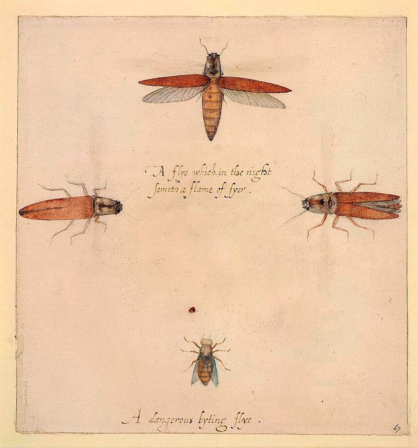 File:John White - Studies of a firefly and a gadfly, 1906,0509.1.67.jpg