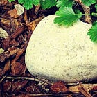 Drought Tolerant Gardening - Nurse Rocks