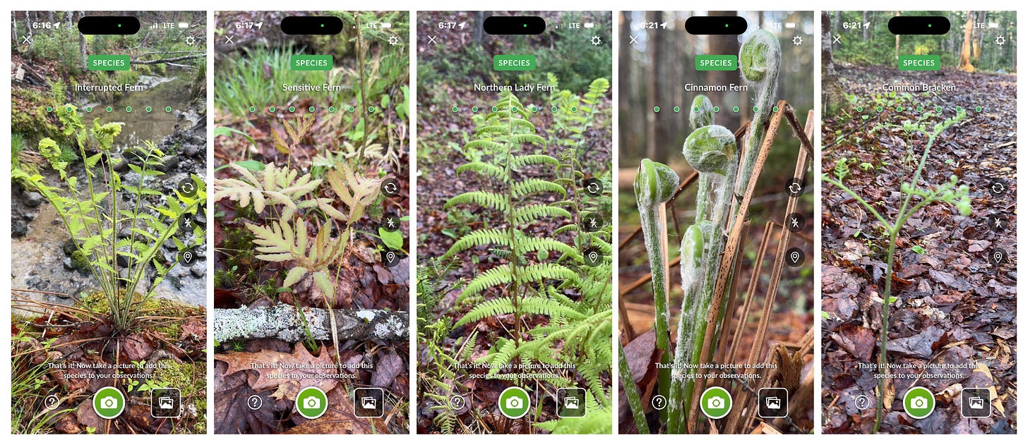 A series of screenshots show the Seek App identifications of five ferns, all seen on a short walk in the forest. A series of screenshots show the Seek App identifications of five ferns, all seen on a short walk in the forest.
