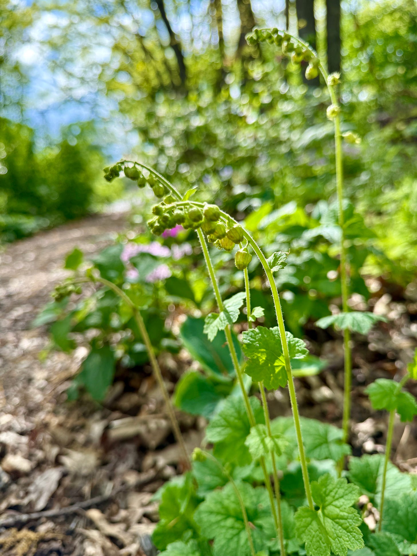 Tellima grandiflora just starting to flower this spring! I have been trying to get this one going for a number of years, so this is very exciting. Tellima grandiflora just starting to flower this spring! I have been trying to get this one going for a number of years, so this is very exciting.
