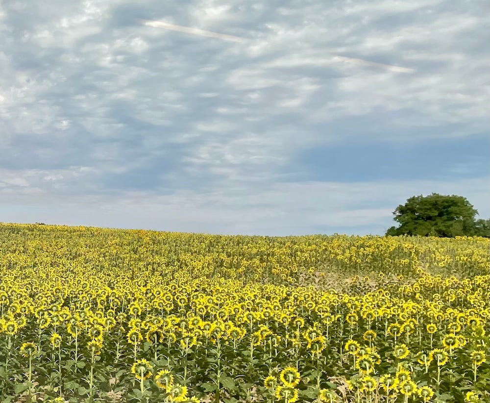 A field of sunflowers against a backdrop of blue sky and clouds in France