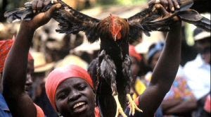 voodoo chicken