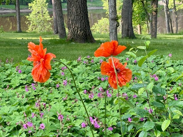 A group of orange flowers in a garden

AI-generated content may be incorrect.
