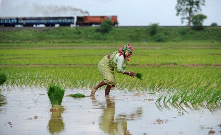 India farmer sowing rice seedlings in a farm India farmer sowing rice seedlings in a farm