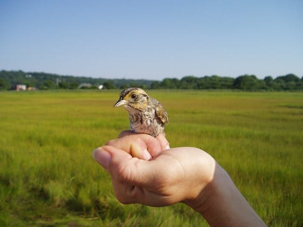 The saltmarsh sparrow
