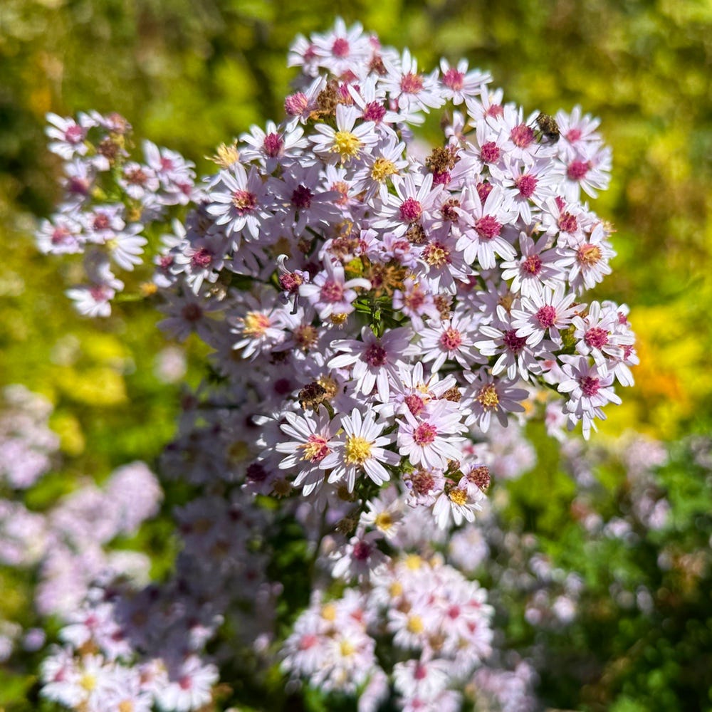 Wood Asters Wood Asters