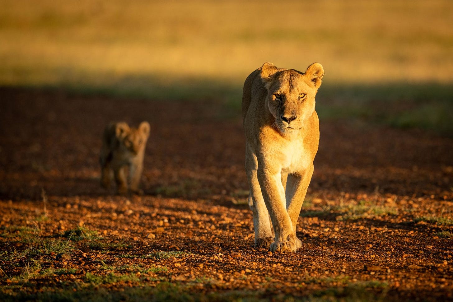 Lioness walking with cub along gravel airstrip.jpg