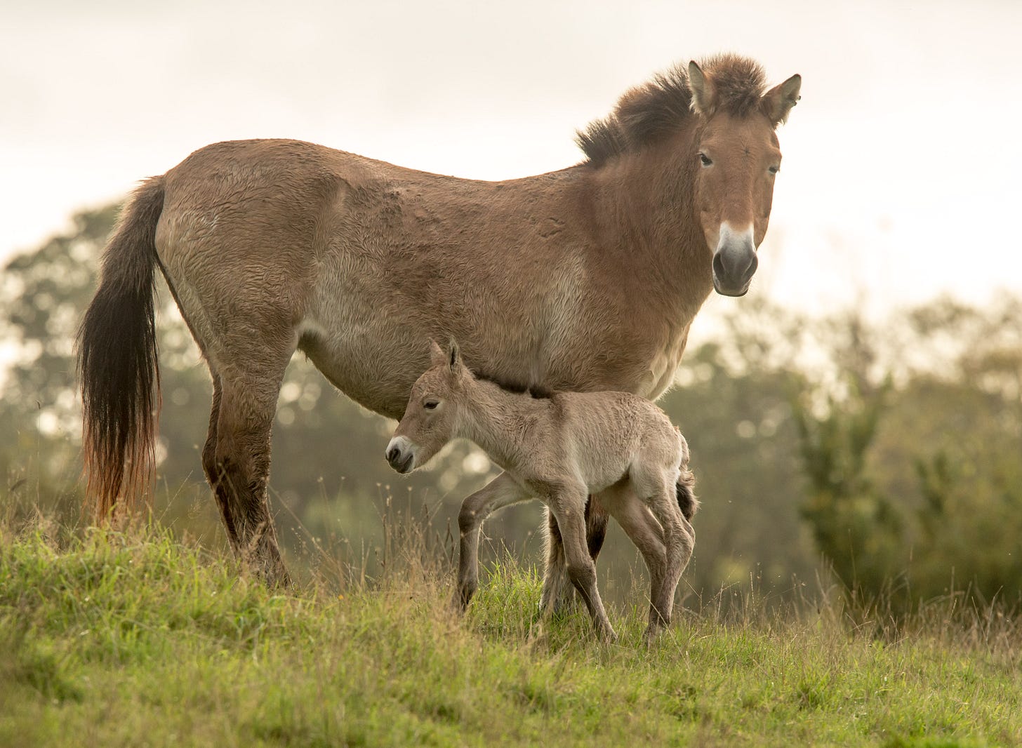 5 things you didn't know about the Przewalski's Horse