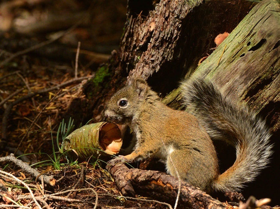 Population of endangered Mt. Graham red squirrel on the rise