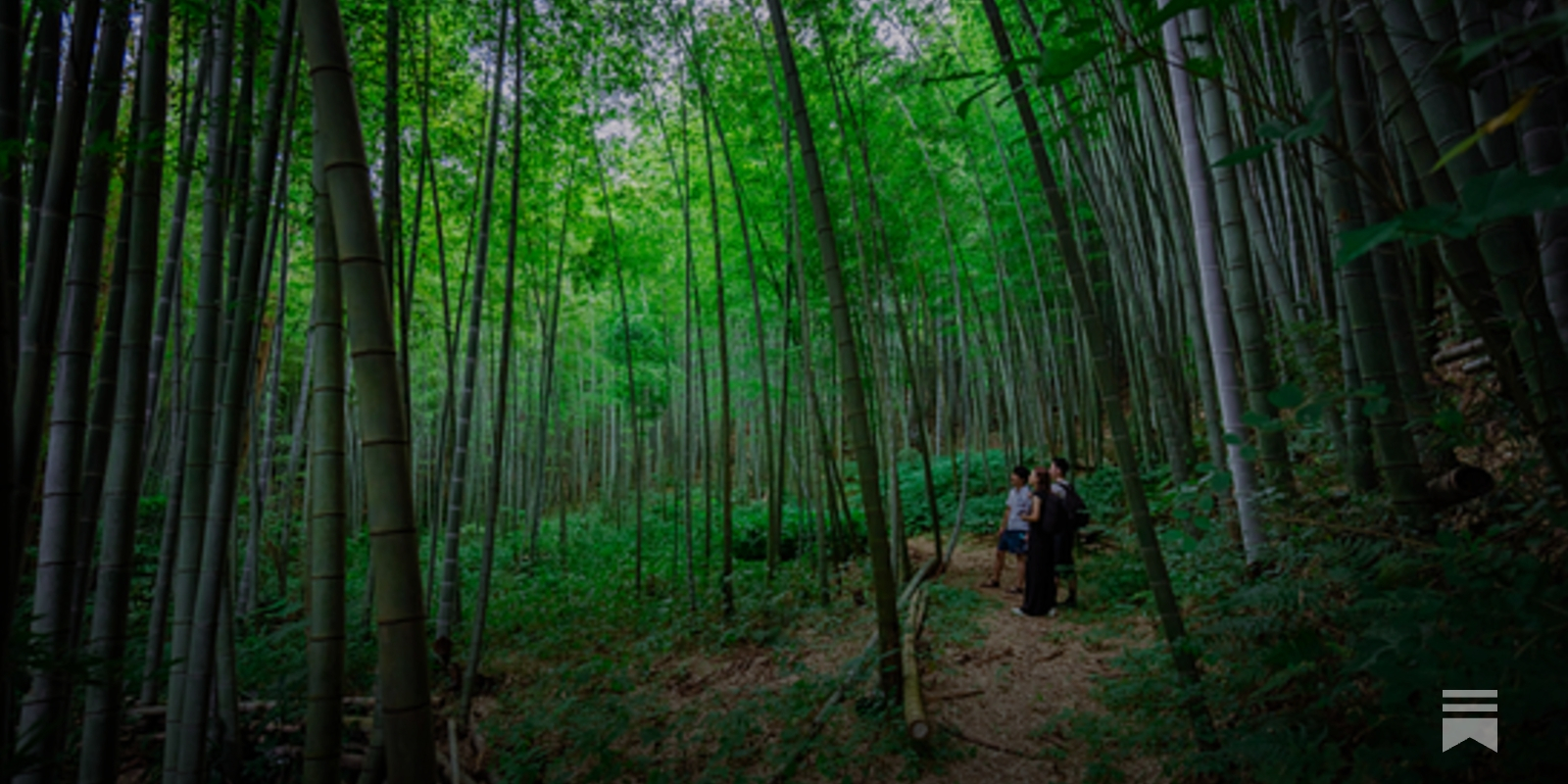 PlanetDAO002ーBamboo Forest House: A Journey Through Time and