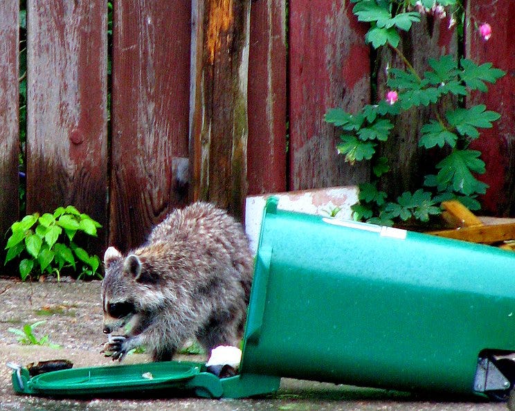 A raccoon rummaging through a tipped-over green bin A raccoon rummaging through a tipped-over green bin