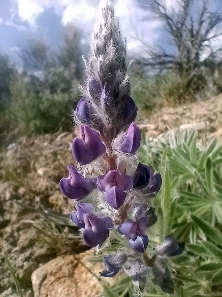 Photo 18: Lupinus nevadenses