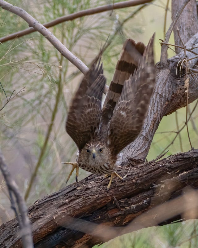 20250315-Sweetwater-652-Edit.jpg 20250315-Sweetwater-652-Edit.jpg