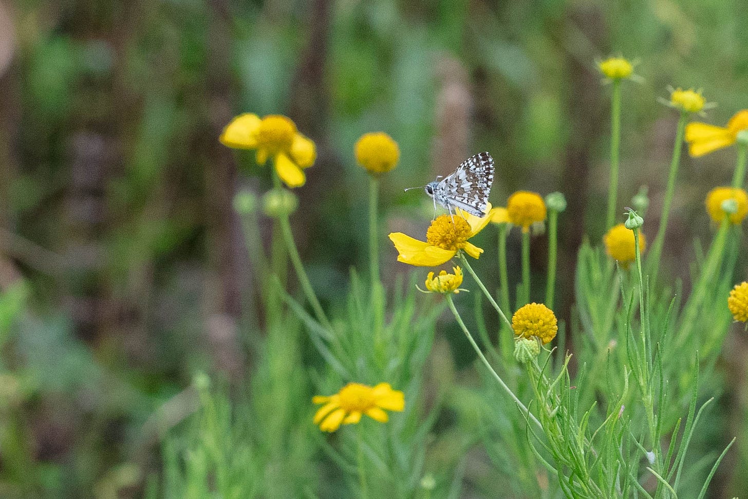 A small black and white butterfly sitting on a yellow composite flower with many other yellow composite flowers in the background