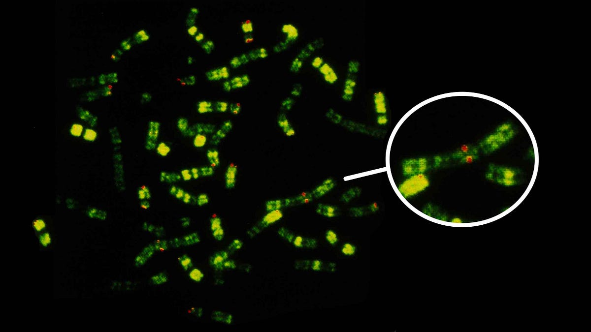 When did human chromosome 2 fuse?