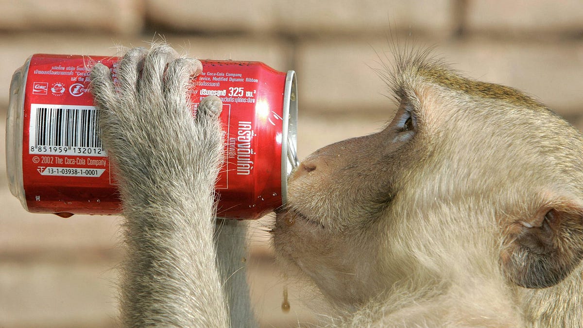City animals act in the same brazen ways around the world