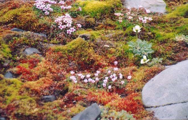 This may contain: some rocks and flowers on the ground with moss growing all over them in this photo